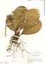 Anthurium bicollectivum image