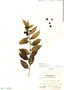 Schoepfia vacciniiflora Planch. ex Hemsl., Guatemala, A. Molina R. 11768, F