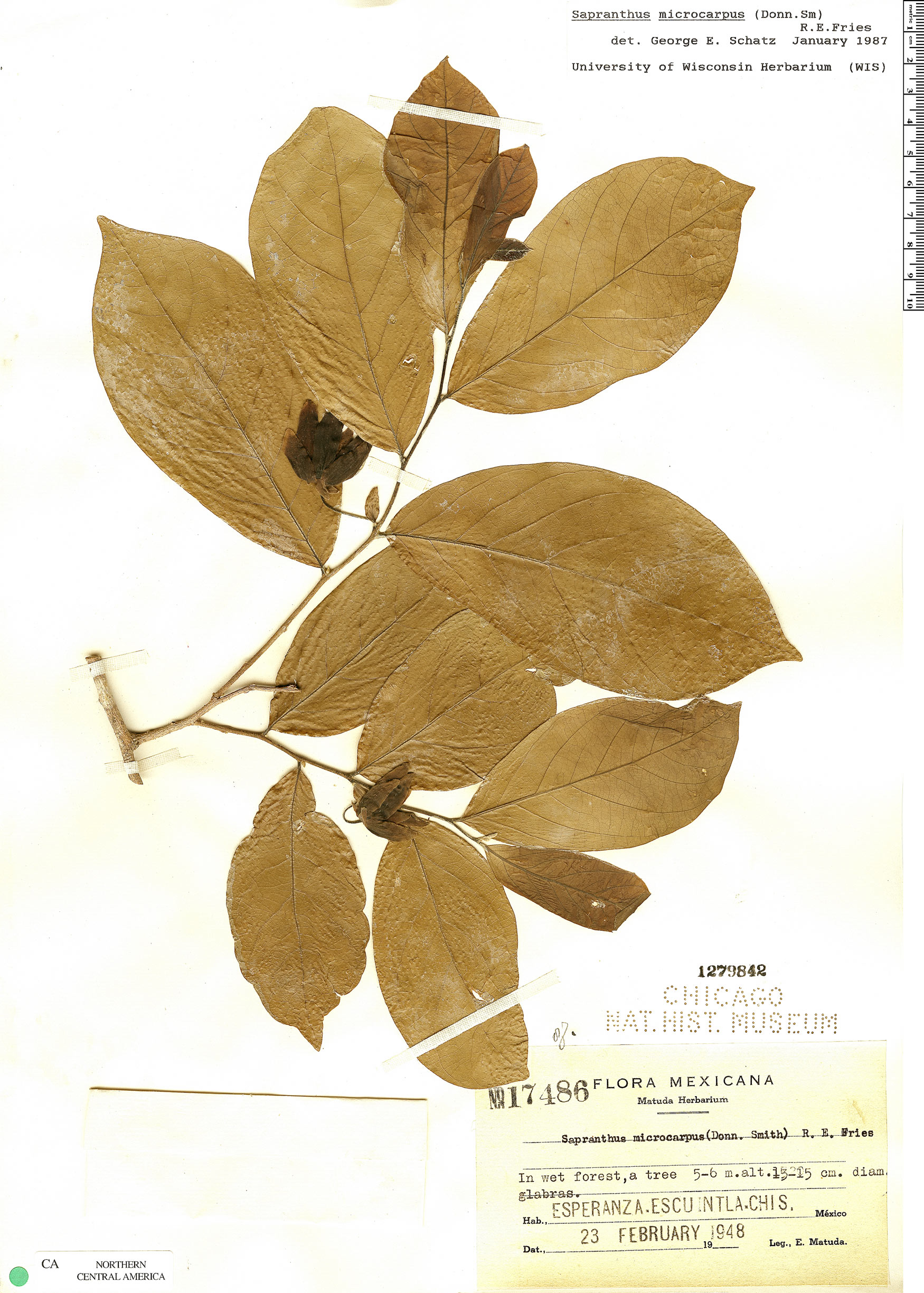 Sapranthus microcarpus image
