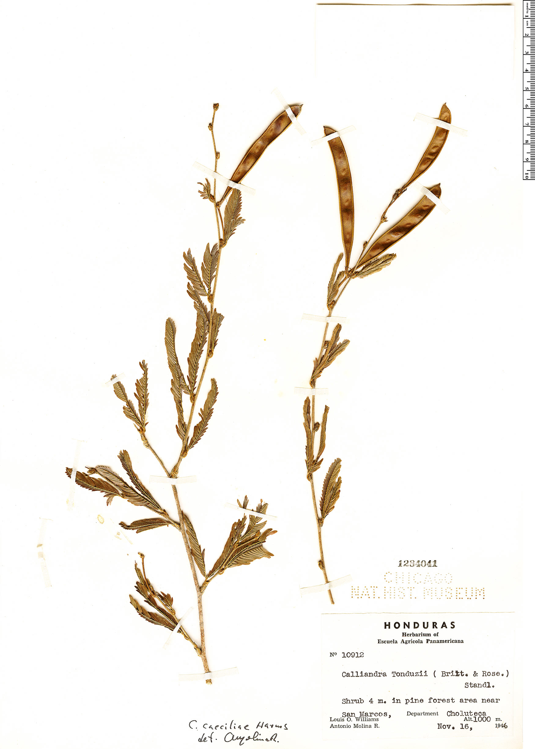 Calliandra caeciliae image