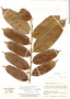 Ryania speciosa Vahl, Colombia, J. Cuatrecasas 14716, F