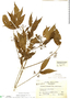 Chomelia brachypoda Donn. Sm., Mexico, E. Matuda 16404, F