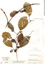 Mendoncia pedunculata Leonard, Colombia, J. Cuatrecasas 17182, F
