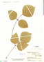 Erythrina poeppigiana (Walp.) O. F. Cook, Colombia, J. Cuatrecasas 23018, F