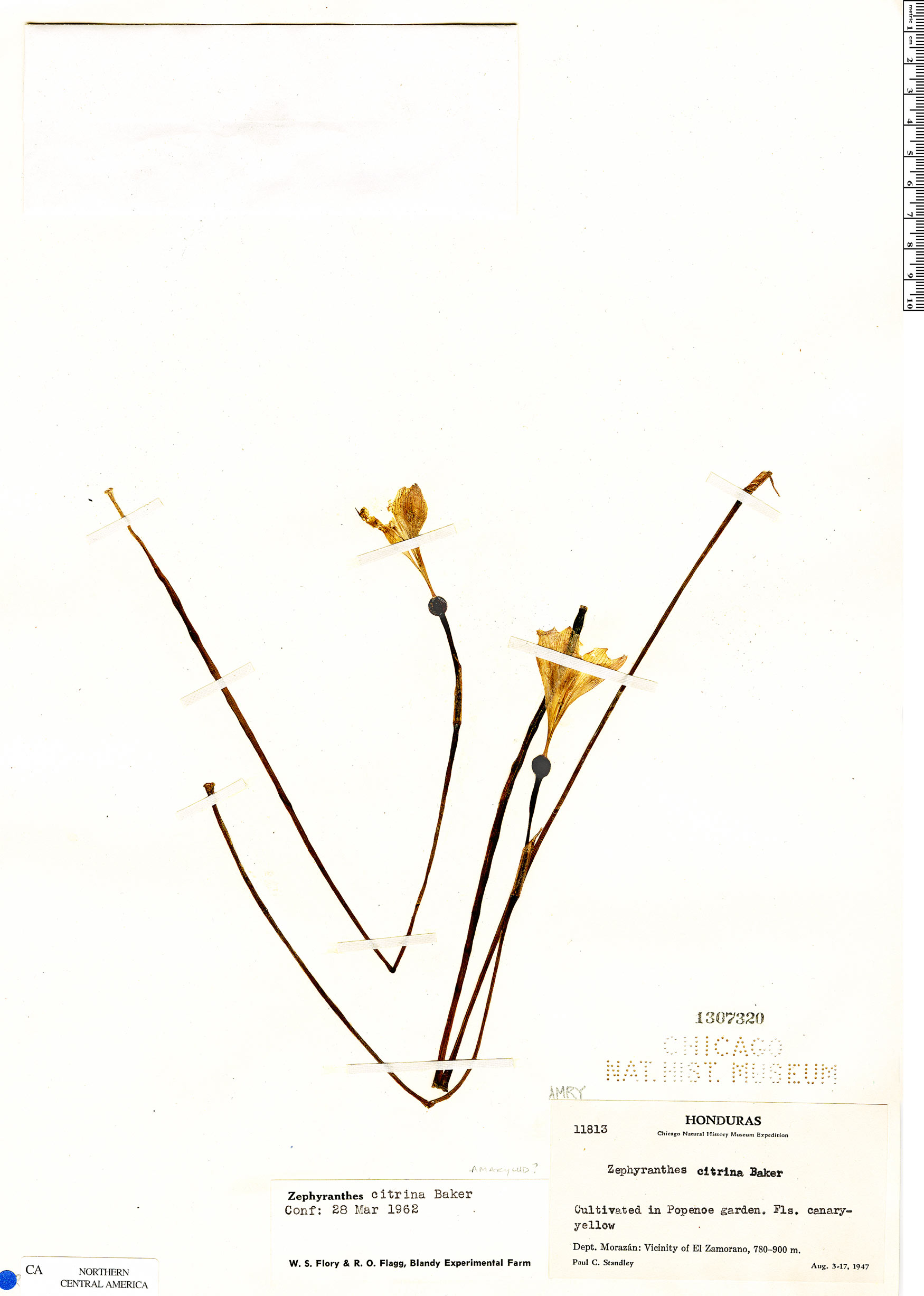 Zephyranthes citrina image