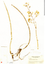 Trichocentrum nudum image