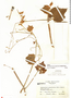 Ampelocissus acapulcensis (Kunth) Planch., Mexico, E. Matuda 17664, F