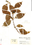 Mendoncia orbicularis Turrill, Colombia, J. Cuatrecasas 17238, F