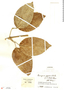Paragonia pyramidata (Rich.) Bureau, Colombia, J. Cuatrecasas 17648, F