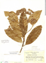 Aspidosperma spruceanum Benth. ex Müll. Arg., Mexico, E. Matuda 17443, F