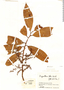 Iryanthera ulei Warb., Colombia, J. Cuatrecasas 15847, F