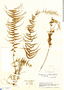 Asplenium dissectum Sw., Colombia, J. Cuatrecasas 14936, F