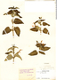 Salvia formosa L'Hér., Peru, F. Woytkowski 34003, F