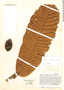 Pradosia cuatrecasasii, Colombia, J. Cuatrecasas 16560, F