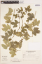 Cayaponia palmata Cogn., ARGENTINA, M. S. Ferrucci 471, F
