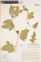 Cayaponia podantha Cogn., ARGENTINA, A. Schinini 6614, F