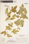 Cayaponia podantha Cogn., ARGENTINA, S. G. Tressens 3675, F