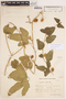 Cayaponia podantha Cogn., ARGENTINA, A. E. Burkart 8329, F