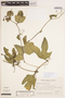Cayaponia podantha Cogn., ARGENTINA, O. H. Ahumada 735, F