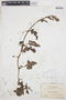 Citrullus lanatus (Thunb.) Matsum. & Nakai, BOLIVIA, M. Bang 1399, F