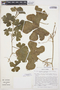 Cucurbita ecuadorensis H. C. Cutler & Whitaker, ECUADOR, T. C. Plowman 14358, F