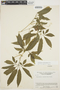 Cyclanthera leptostachya Benth., Venezuela, Steyermark & Aristeguieta 110, F