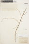 Fevillea passiflora Vell., BRAZIL, A. Saint-Hilaire 600, F