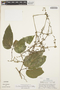 Fevillea pedatifolia (Cogn.) C. Jeffrey, PERU, R. B. Foster 3492, F