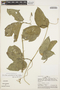 Fevillea pedatifolia (Cogn.) C. Jeffrey, PERU, A. H. Gentry 26962, F