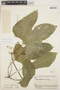 Gurania capitata (Poepp. & Endl.) Cogn., BOLIVIA, B. A. Krukoff 10743, F