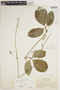 Helmontia leptantha (Schltdl.) Cogn., Guyana, J. S. de la Cruz 3615, F