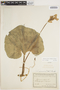 Lagenaria siceraria (Molina) Standl., BOLIVIA, O. Buchtien 4001, F