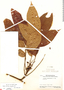 Rourea suerrensis Donn. Sm., Nicaragua, P. C. Standley 19620, F