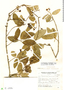 Crinodendron tucumanum Lillo, Argentina, H. R. Descole 10374, F