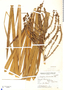 Cordyline dracaenoides Kunth, Argentina, Rodríguez 667, F