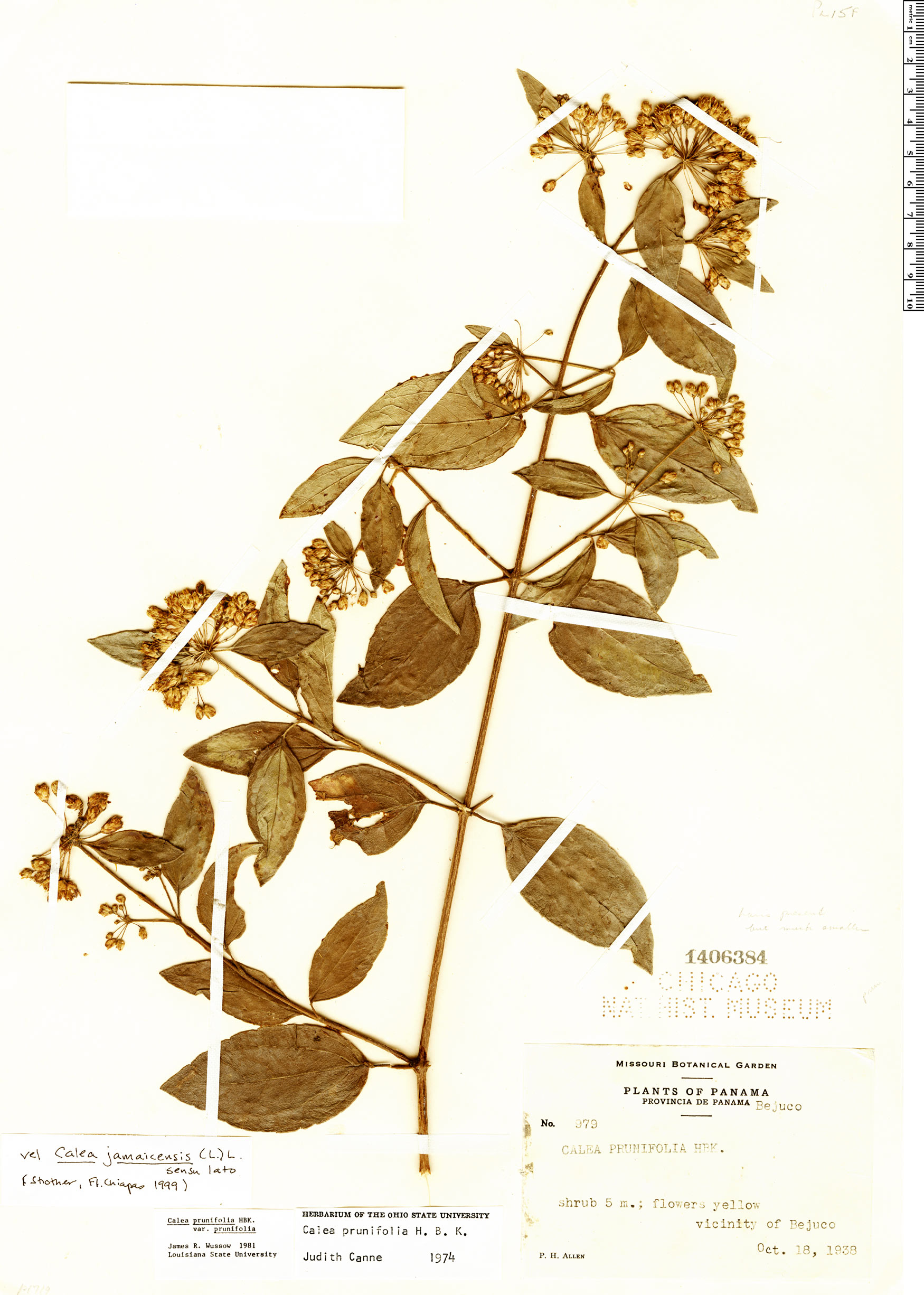 calea-prunifolia-rapid-reference-the-field-museum