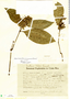 Herpetacanthus panamensis Leonard, Austin Smith 3, F