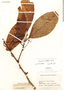 Fusispermum minutiflorum Cuatrec., Colombia, R. Romero Castañeda 2803, F