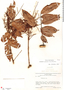 Connarus patrisii (DC.) Planch., Brazil, R. S. Cowan 38347, F