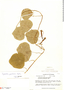 Tropaeolum papillosum, Ecuador, W. H. Camp 615, F