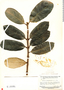 Salacia kanukuensis A. C. Sm., Suriname, B. Maguire 24722, F