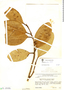 Aspidosperma excelsum Benth., Guyana, B. Maguire 40525, F