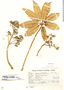 Schefflera morototoni subsp. australis, Brazil, R. Reitz 1444, F
