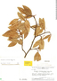 Malouetia virescens Spruce ex Müll. Arg., Venezuela, B. Maguire 41873, F