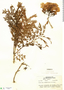 Jacaranda obtusifolia subsp. rhombifolia (G. Mey.) A. H. Gentry, Brazil, A. Ducke 1319, F