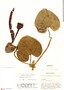 Aristolochia ringens Vahl, Colombia, O. L. Haught 3785, F