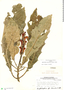 Aphelandra mucronata (Ruíz & Pav.) Nees, Peru, H. E. Stork 9468, F