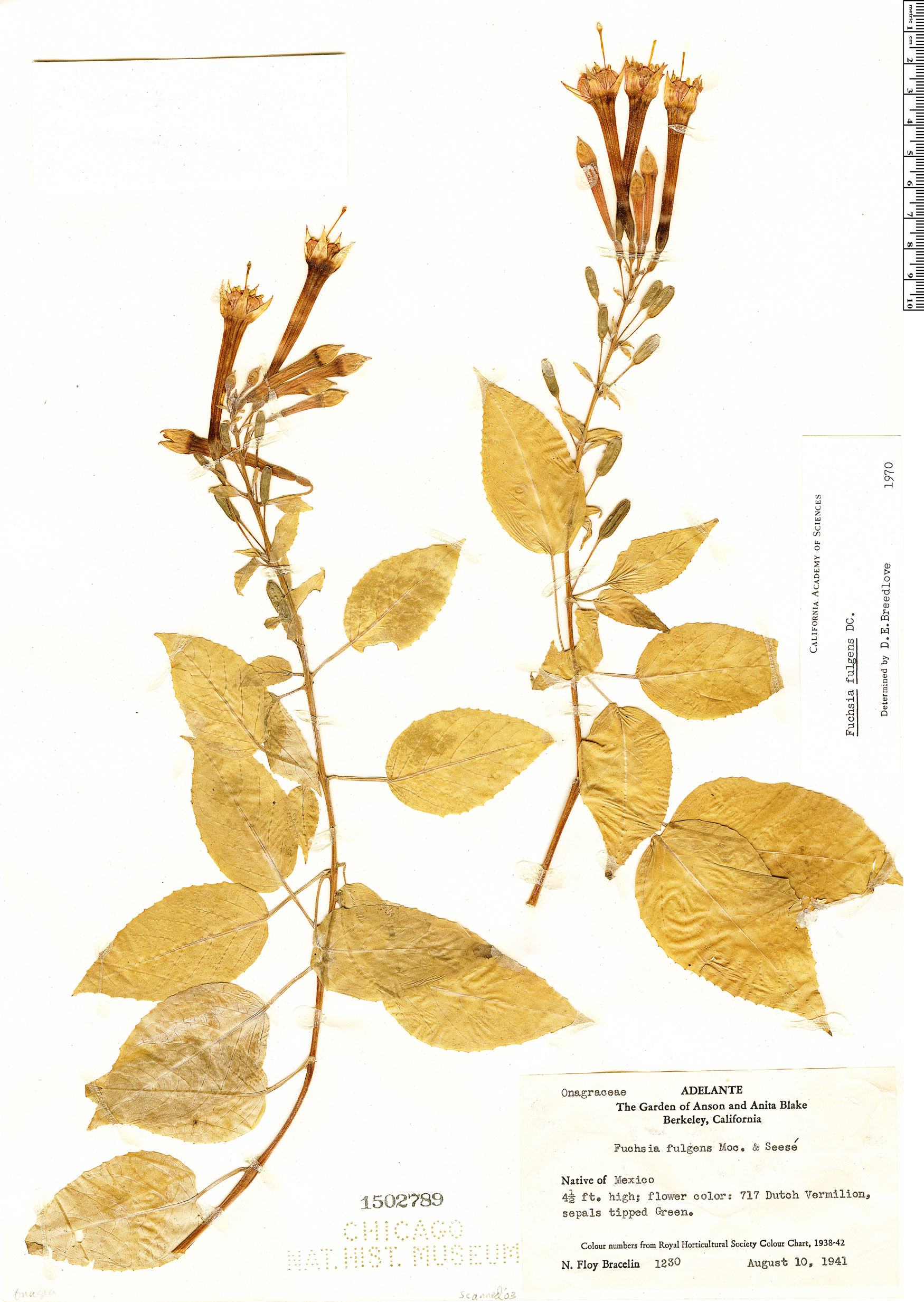 Fuchsia fulgens image