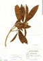 Pouteria campechiana (Kunth) Baehni, Honduras, J. Valerio R. 3545, F