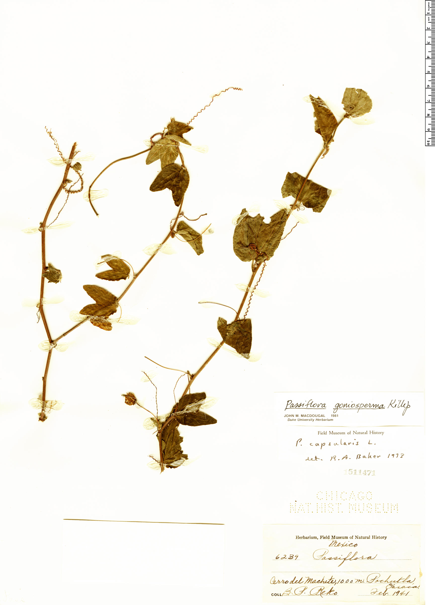 Passiflora goniosperma image